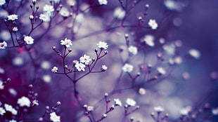selective focus photography of white Baby's-Breath flower HD wallpaper